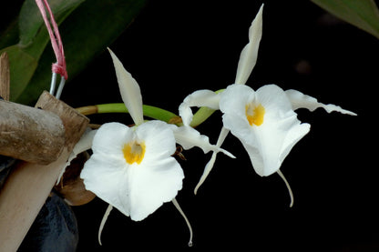 Trichopilia fragrans Trichopilia La Foresta Orchids 