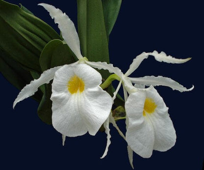 Trichopilia fragrans Trichopilia La Foresta Orchids 