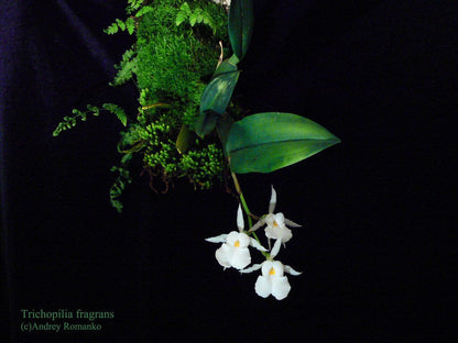 Trichopilia fragrans Trichopilia La Foresta Orchids 