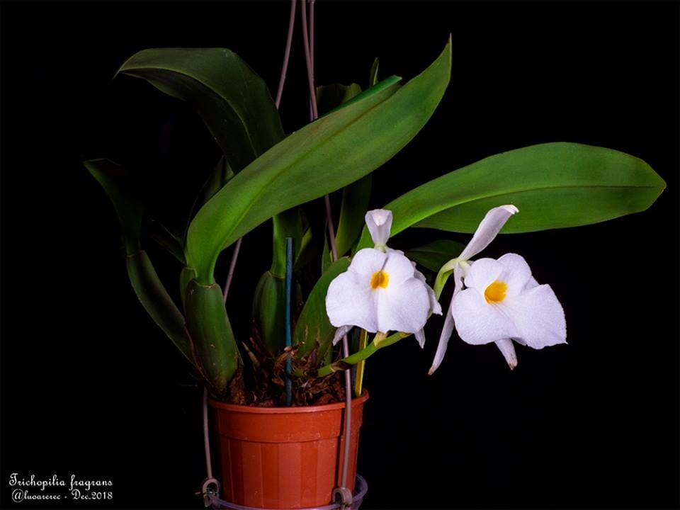 Trichopilia fragrans Trichopilia La Foresta Orchids 