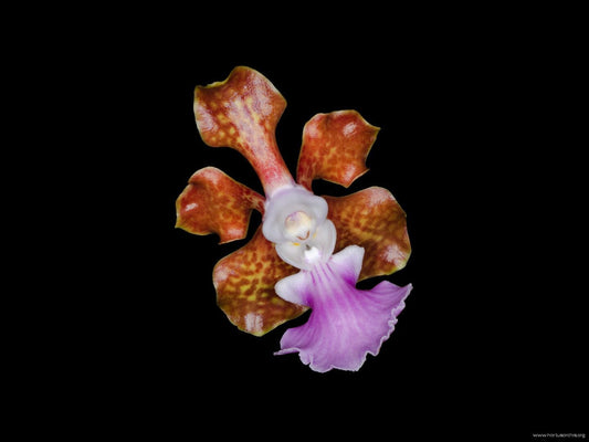 Vanda Insignis Vanda La Foresta Orchids 