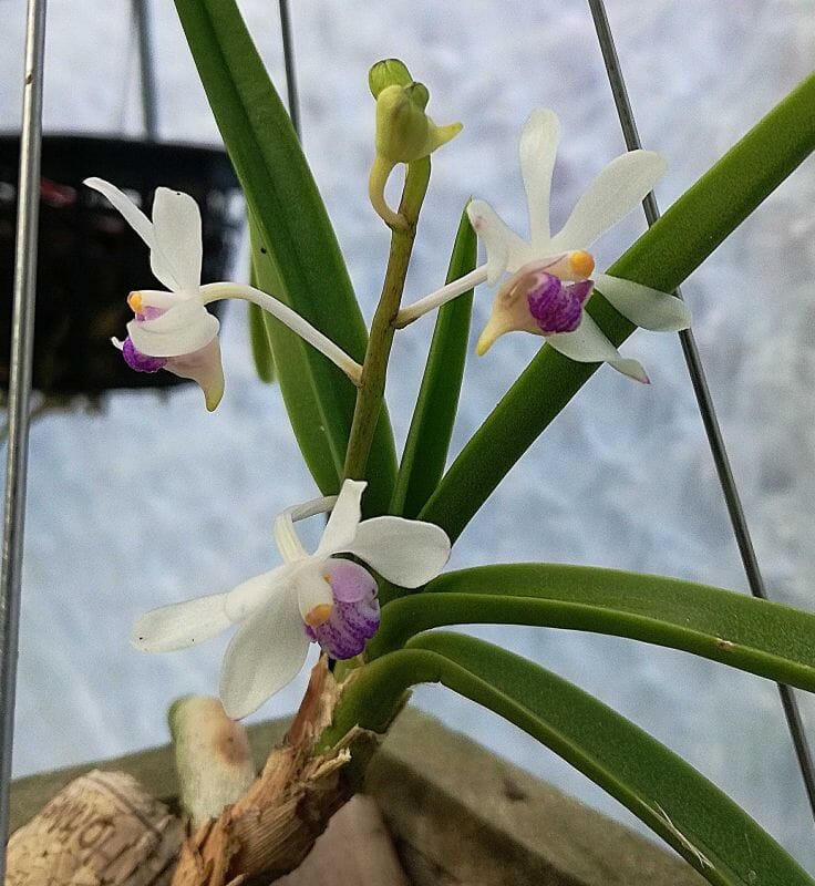 Vanda lilacina Vanda La Foresta Orchids 