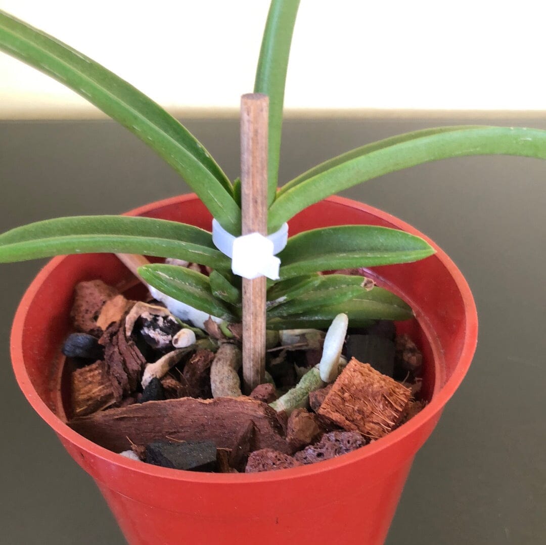 Vanda lilacina Vanda La Foresta Orchids 