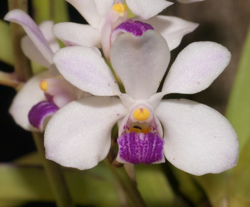 Vanda lilacina Vanda La Foresta Orchids 