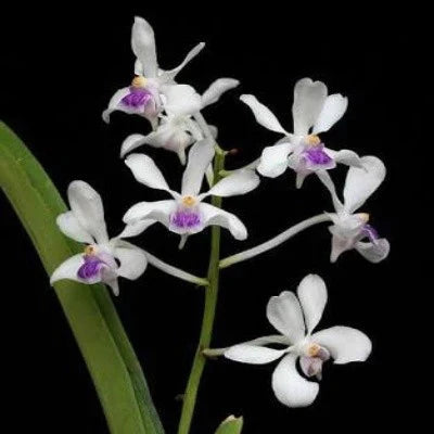 Vanda lilacina Vanda La Foresta Orchids 