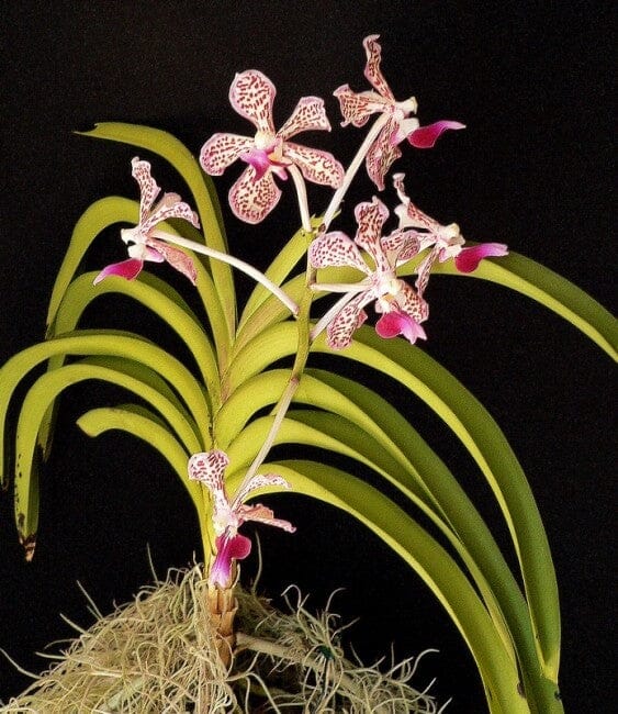 Vanda tricolor var. suavis Vanda La Foresta Orchids 