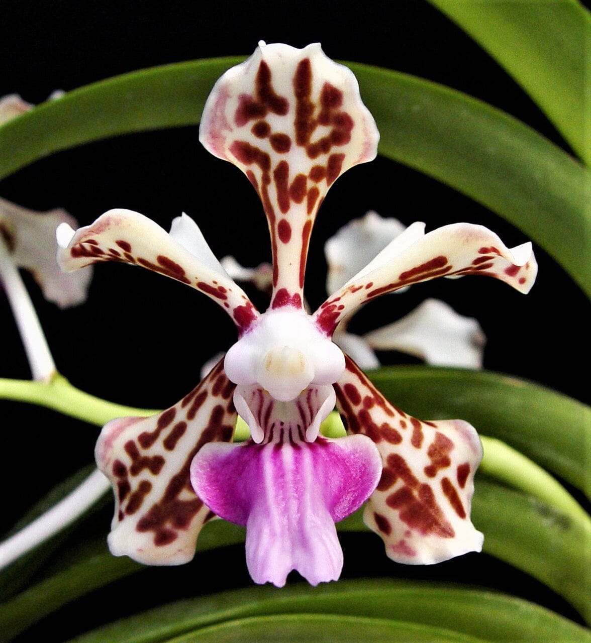 Vanda tricolor var. suavis Vanda La Foresta Orchids 