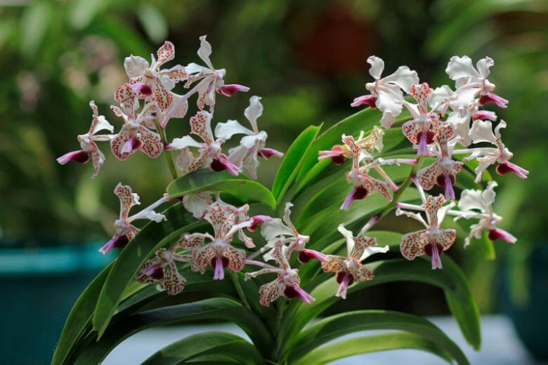 Vanda tricolor var. suavis Vanda La Foresta Orchids 