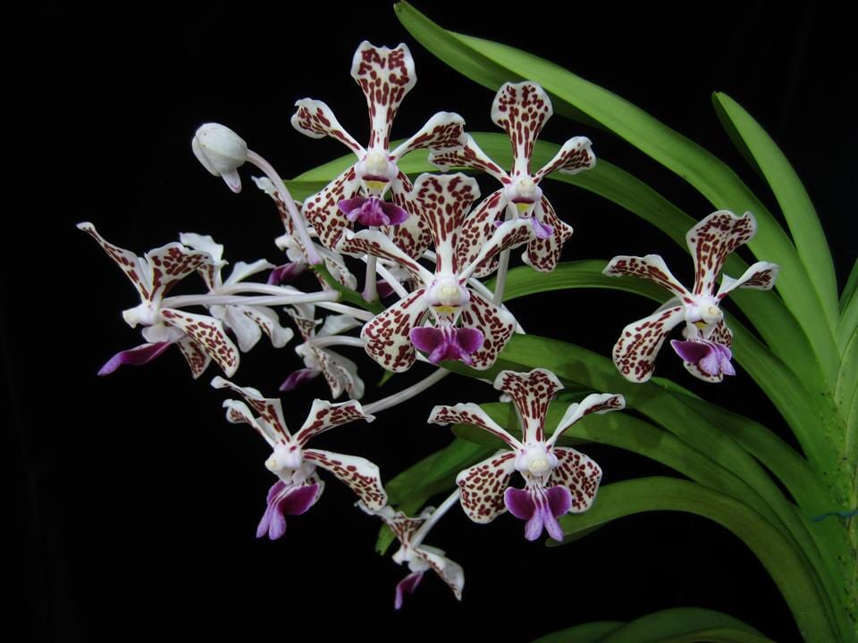 Vanda tricolor var. suavis Vanda La Foresta Orchids 